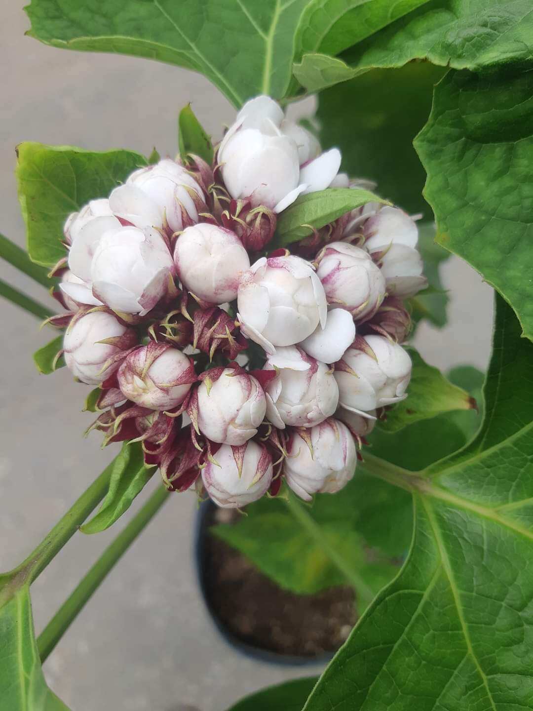 Cây hoa mộng thường, mộng cầm