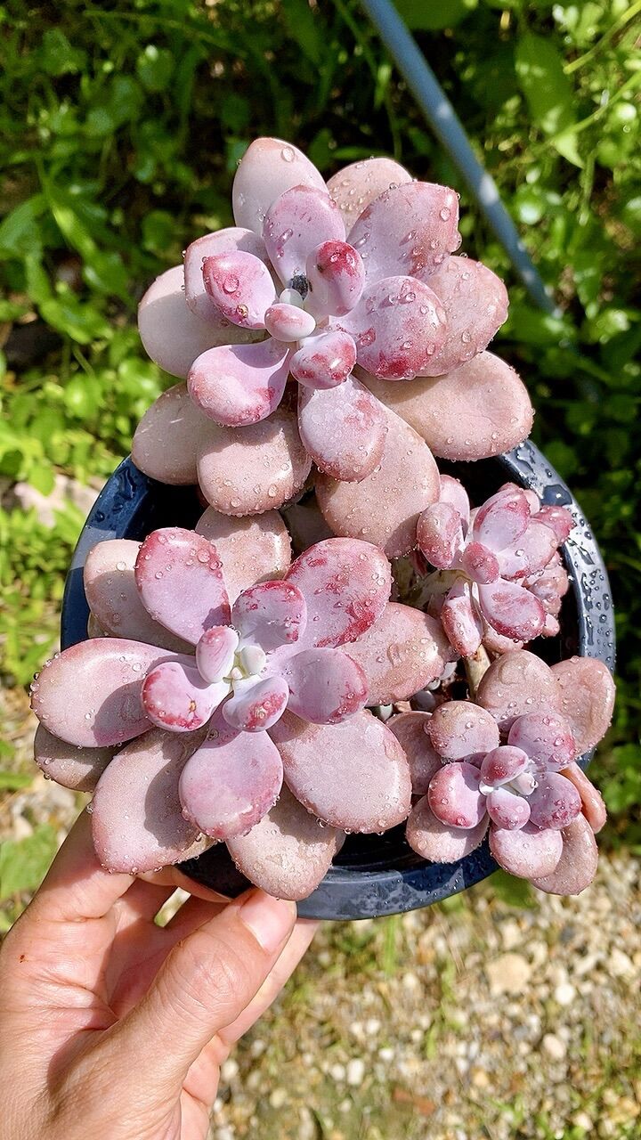 Sen đá sỏi Hồng
