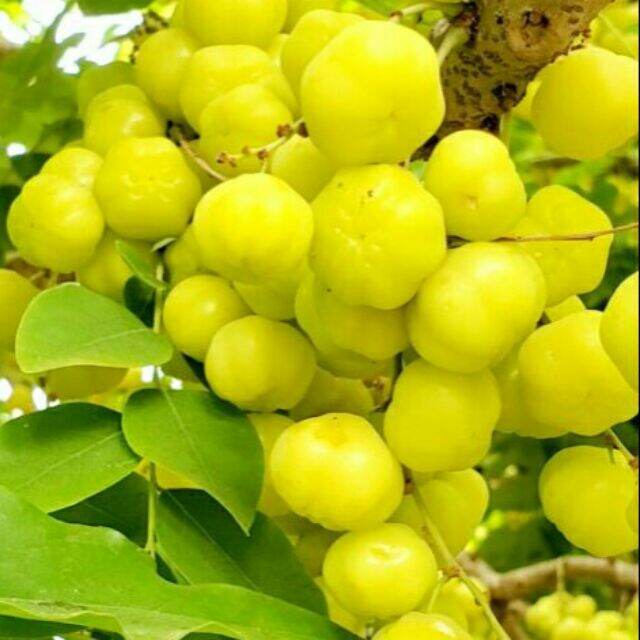 Cây Chùm ruột