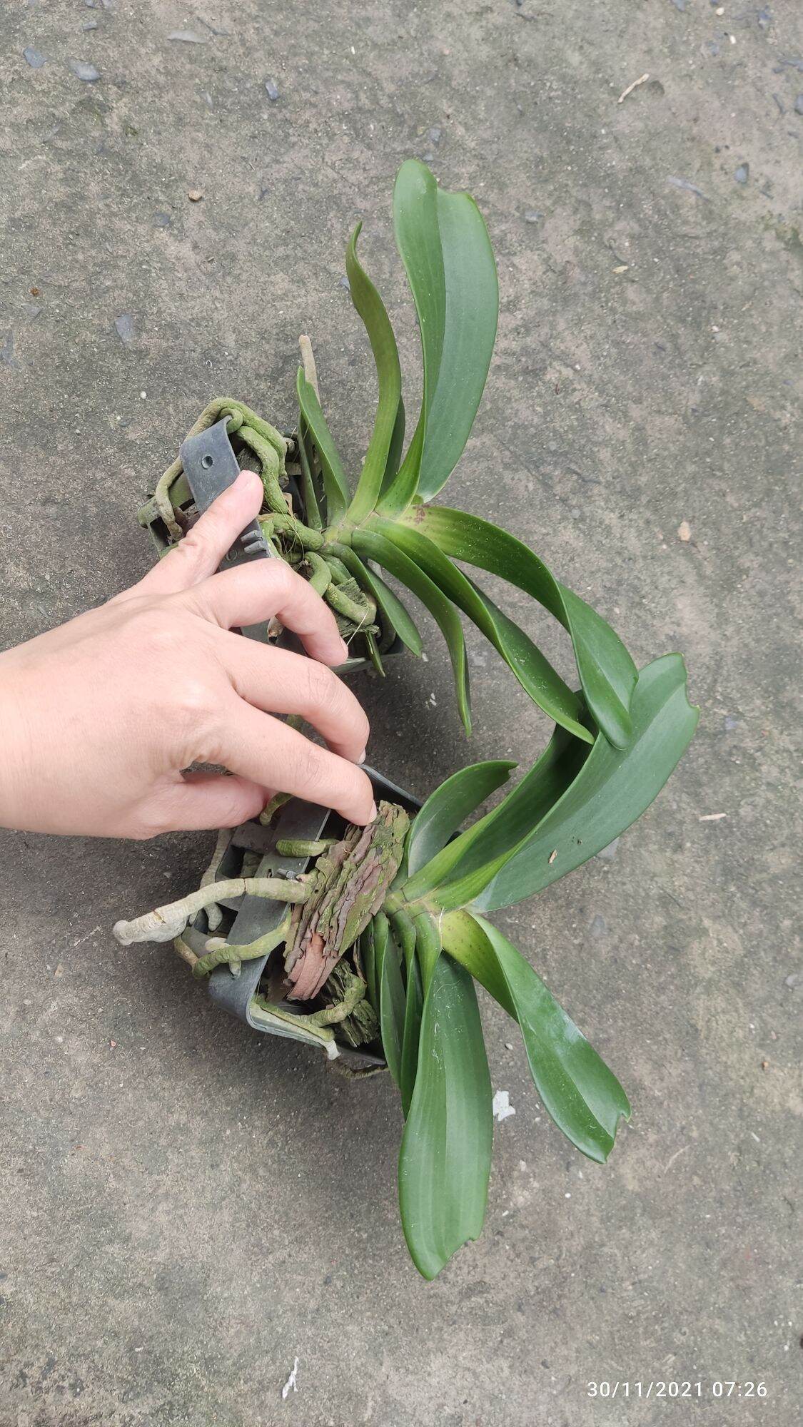Ngọc điểm lá mít cây năm 2