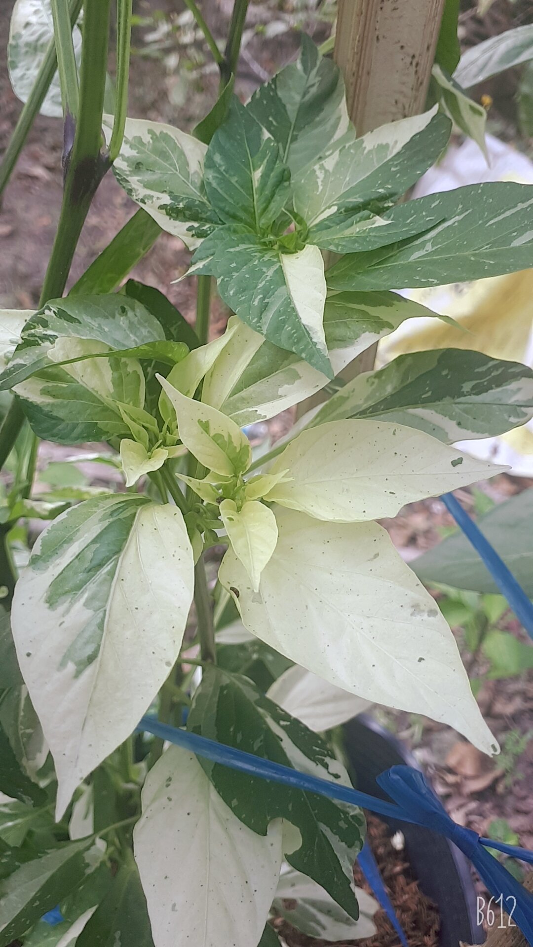 5 HẠT GIỐNG ỚT CẦU VỒNG CHÂU PHI( ỚT CẨM THẠCH) ( FISH PEPPER)