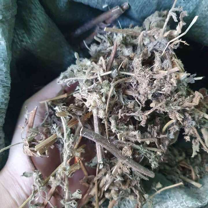 Cây cải trời (1kg)