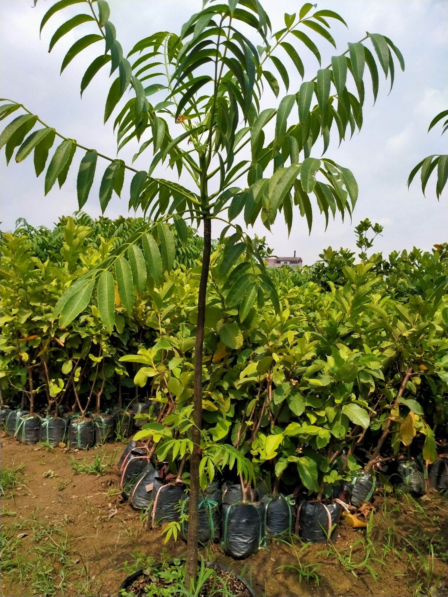 CÂY GIỐNG CÓC THÁI LÙN ĐANG CHO HOA