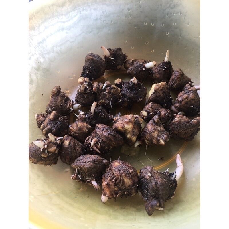 Củ mon lá kiểng(1 củ)