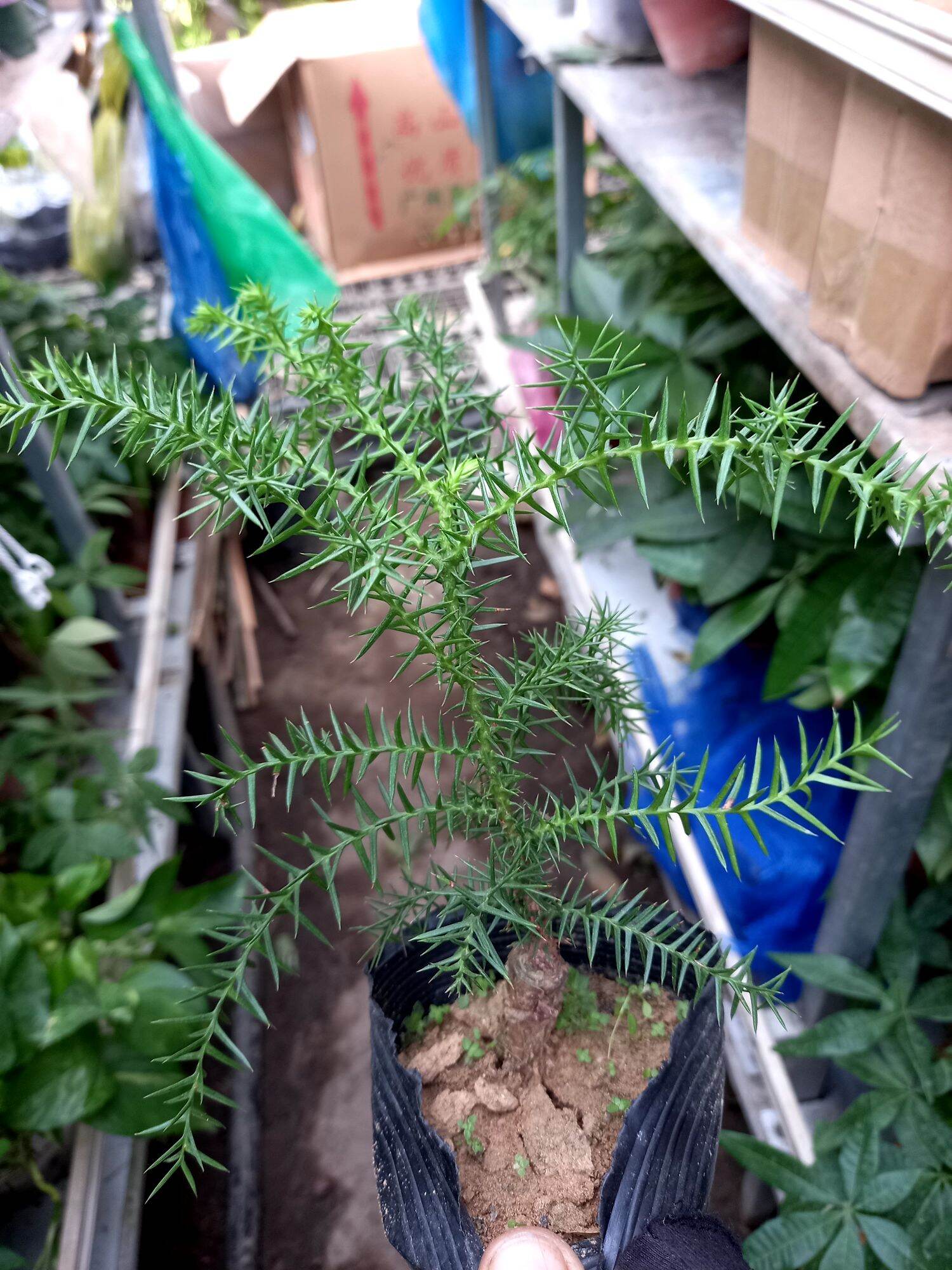 cây tùng bồng lai
