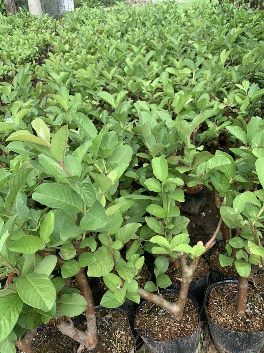 Ổi nữ Hoàng