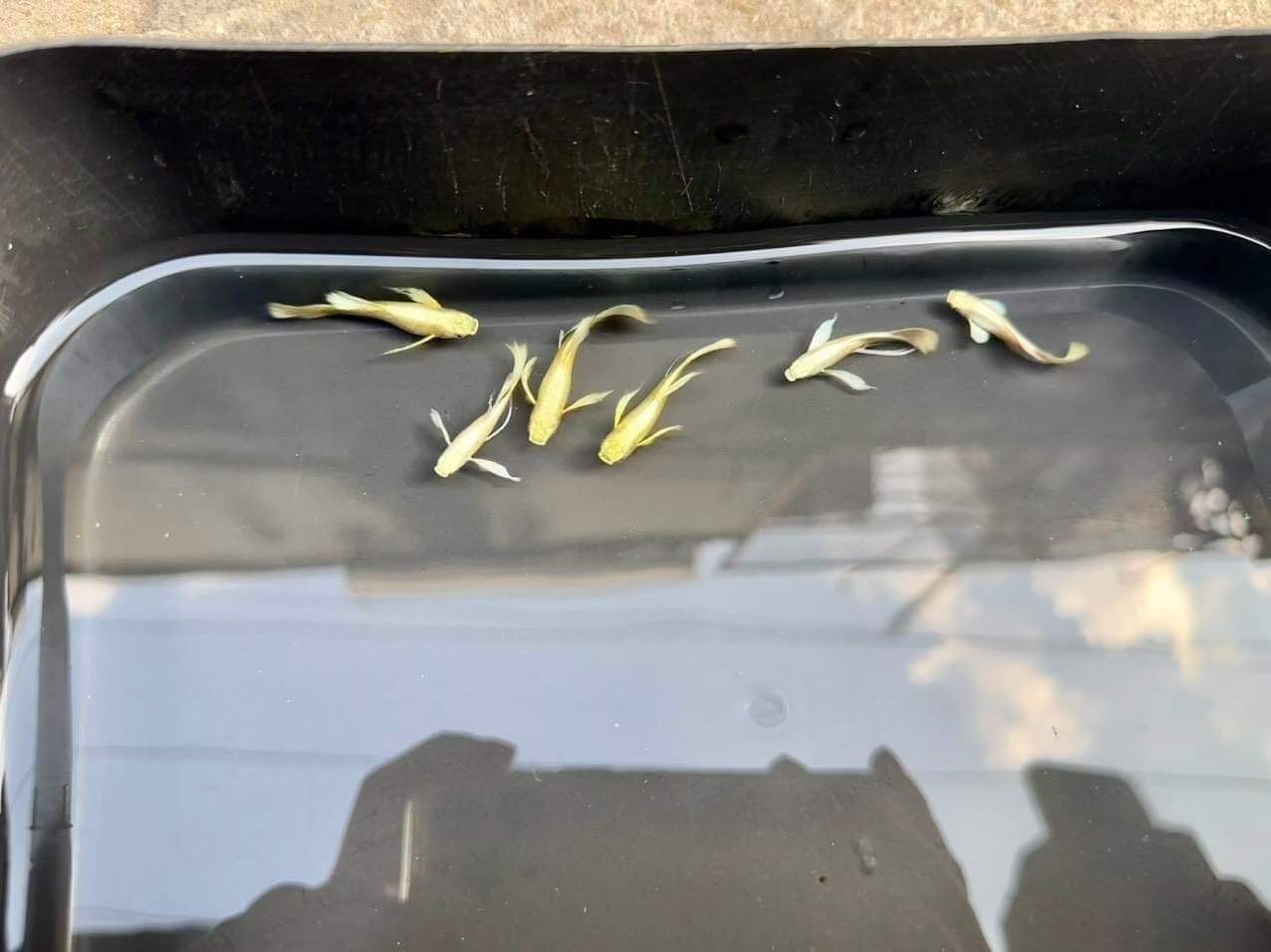Cá 7 màu full gold ribon