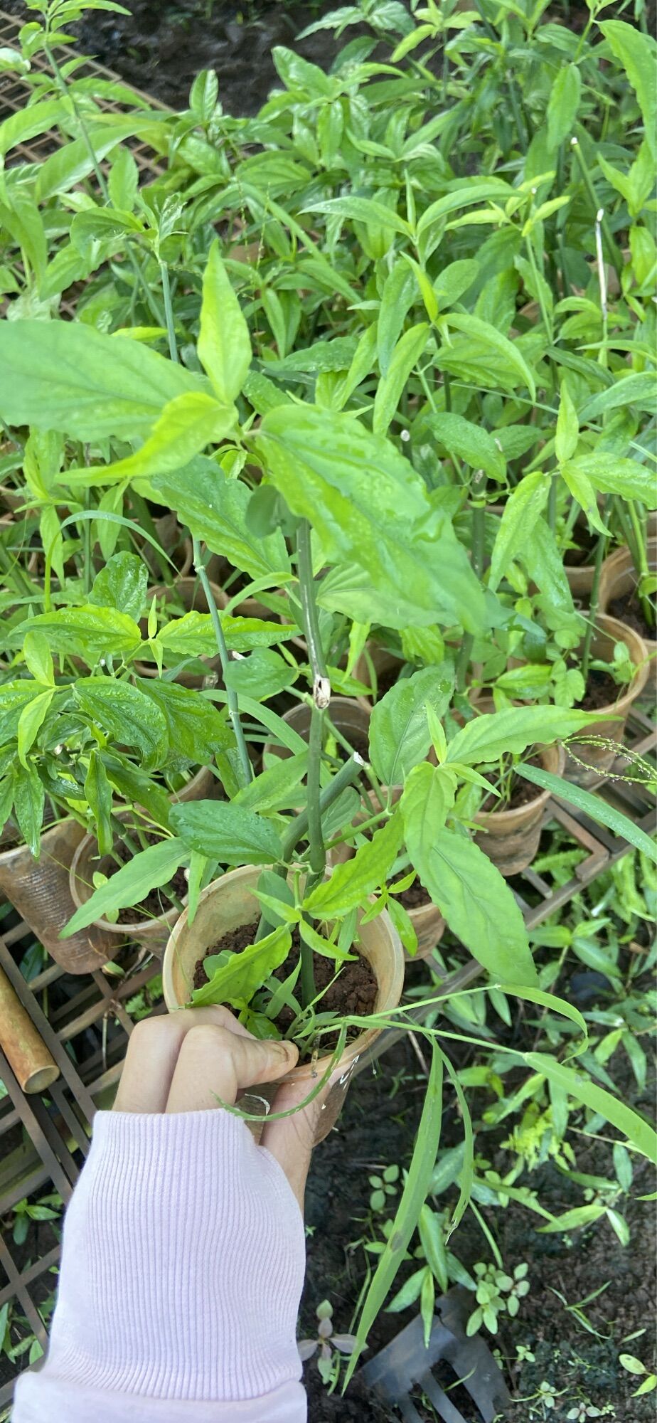 Cây xương khỉ