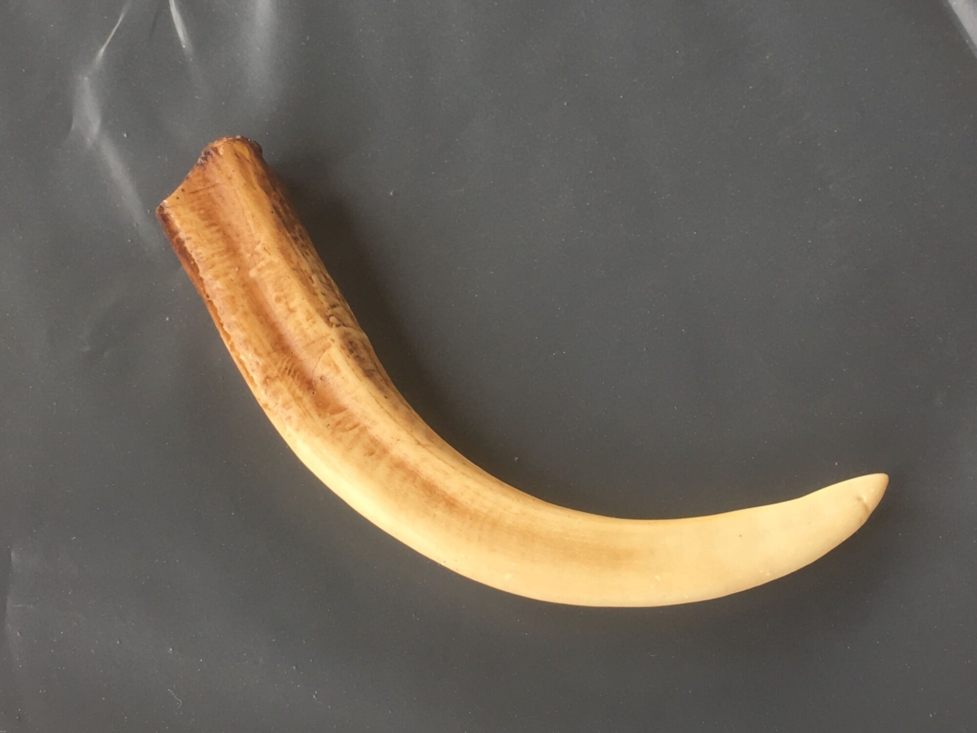 Nanh heo rừng mỹ nghệ.