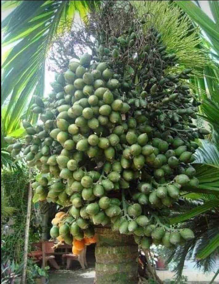 cau lùn tứ quý