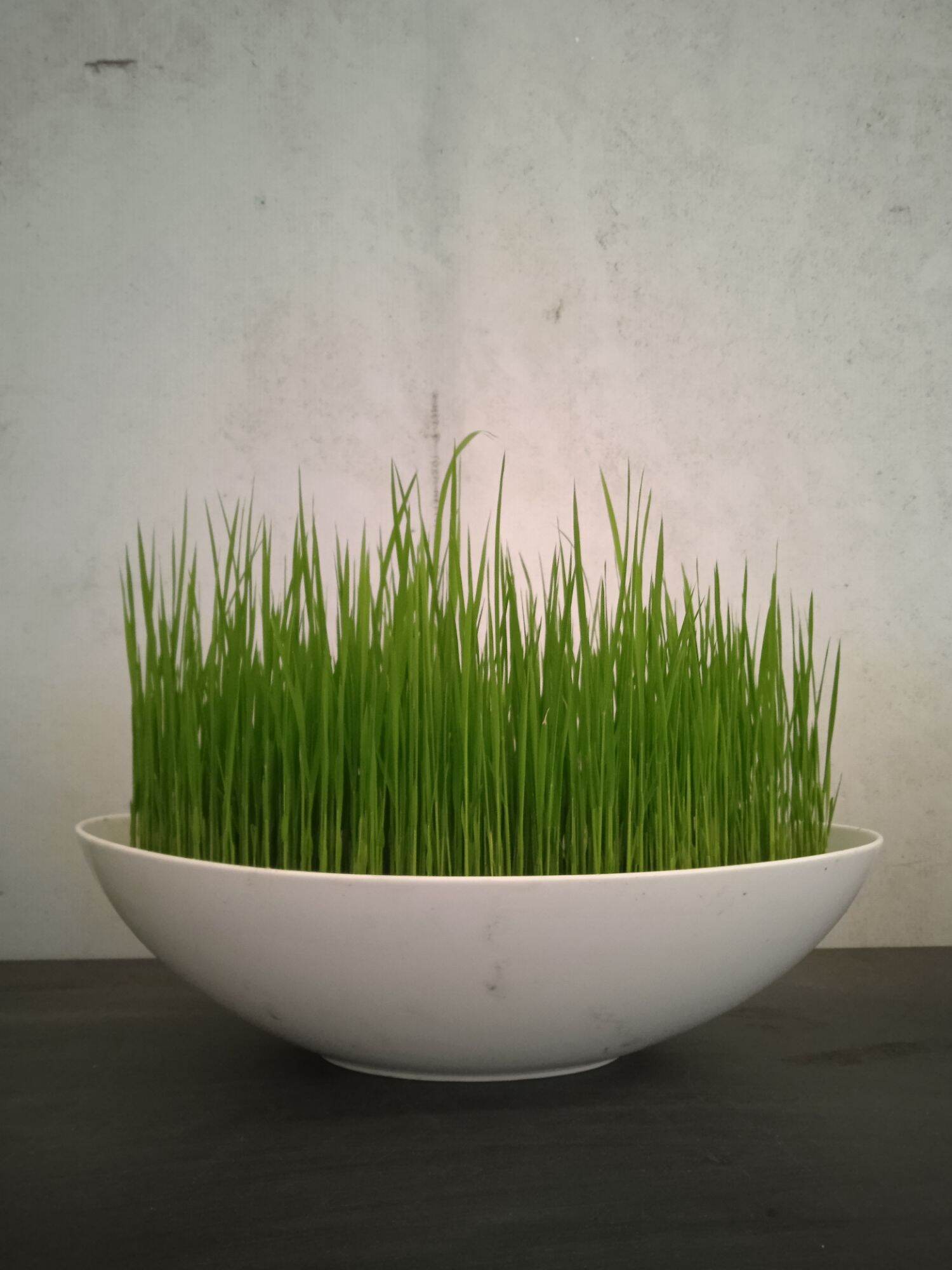 Tô sứ oval 24cm - gốm sứ Minh Long