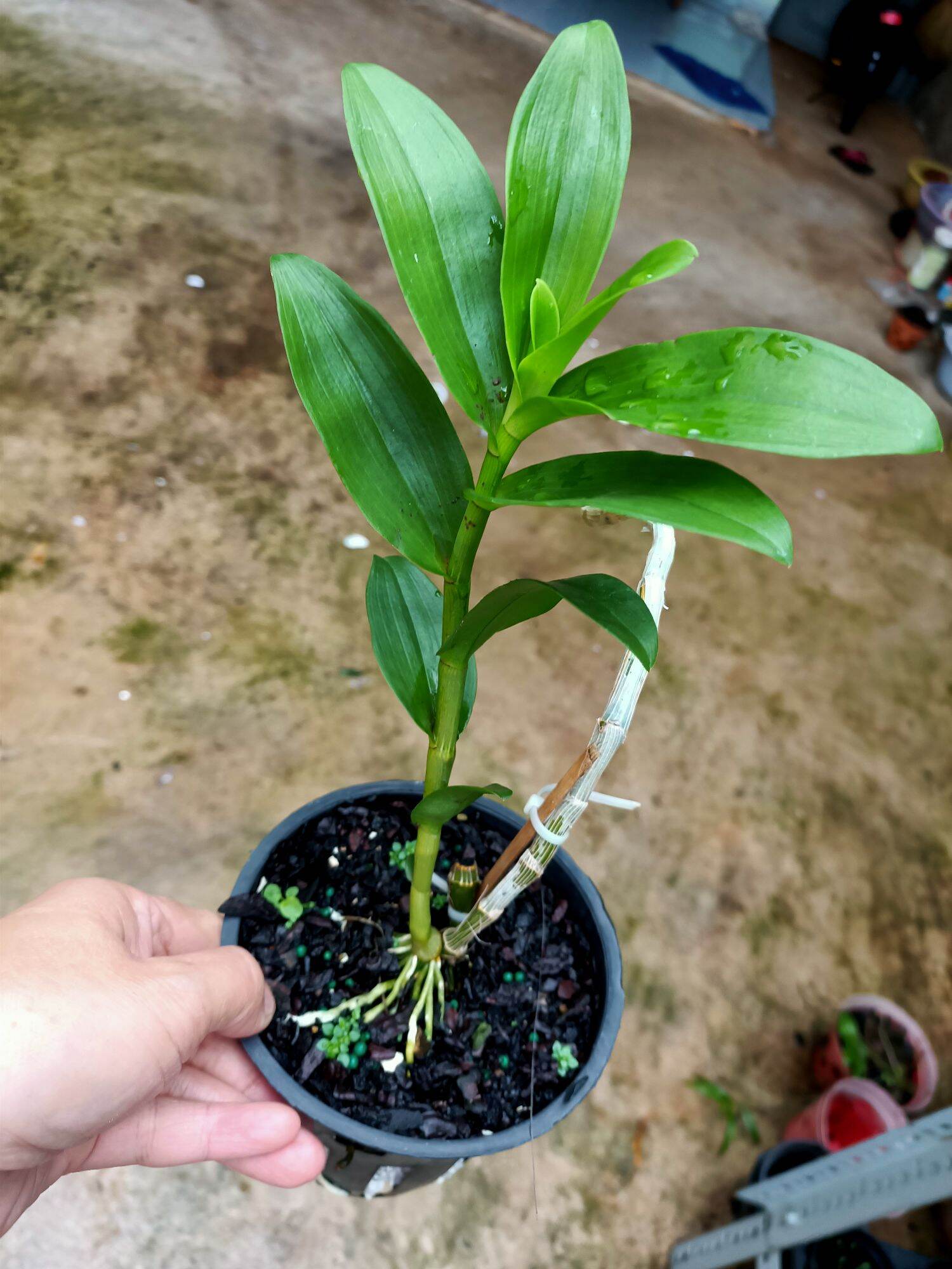 Cây giống hoa lan Bệt Mắt Cua