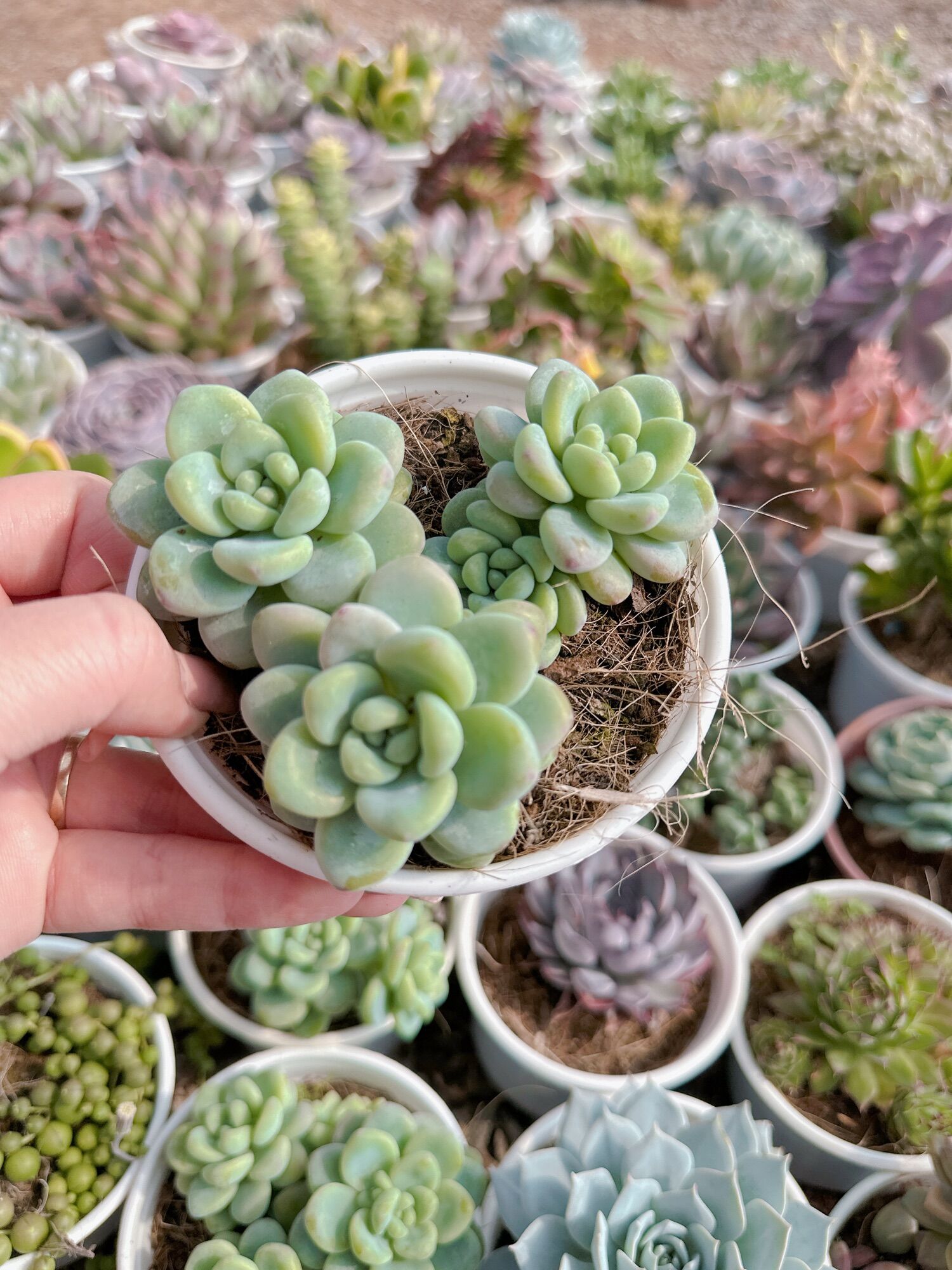 Sen đá sỏi thiên thanh size trung 5-7 cm