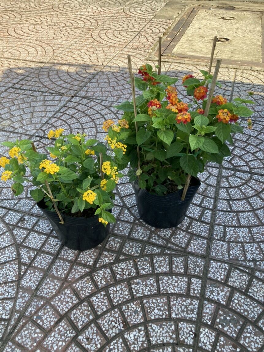 Cây Trăm Ổi vàng, ngũ sắc