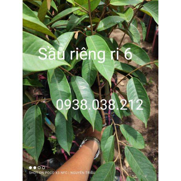 CÂY GIỐNG SẦU RIÊNG RI 6 ( CHUẨN F1)
