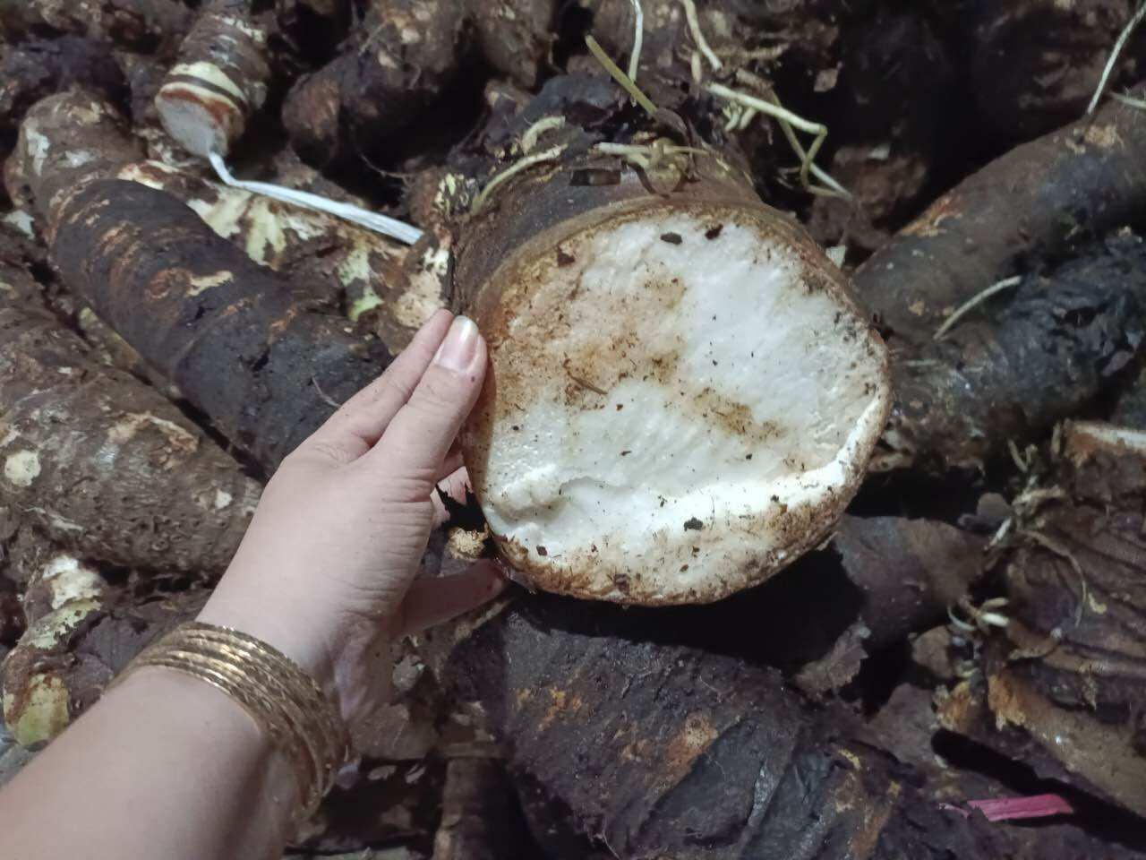 Củ bạc hà núi hàng tuyển 1kg