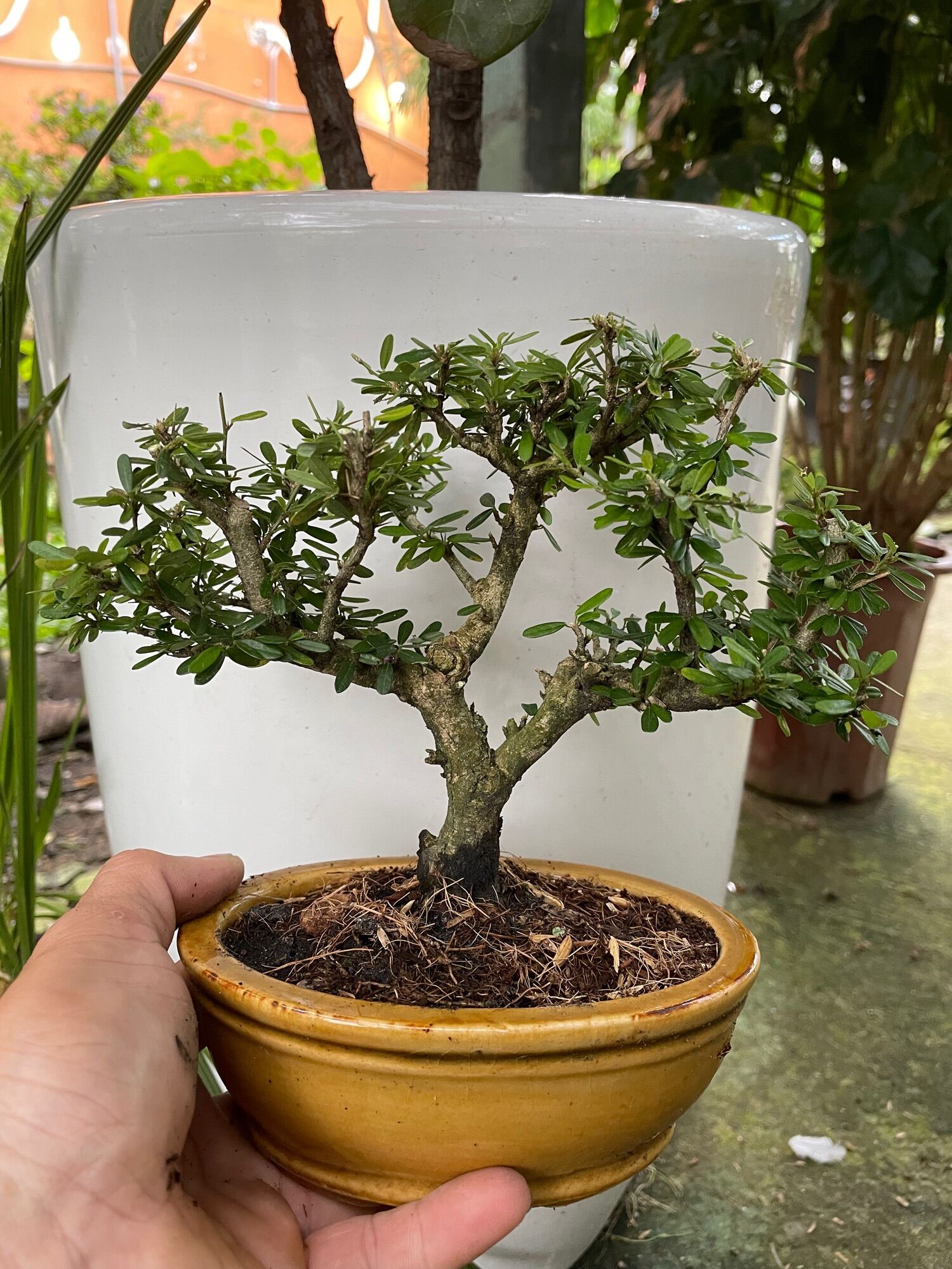 Bonsai Fir Tree for the Table