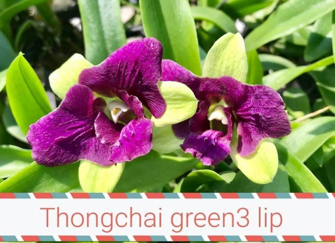 Denro nắng 3 lưỡi xanh 3 lưỡi tím cây sắp hoa