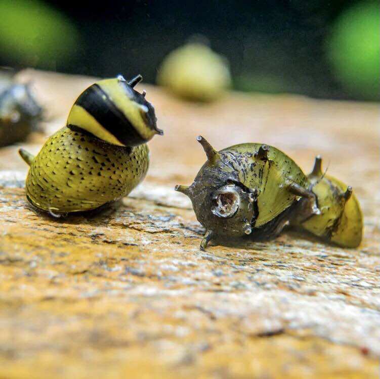 Ốc Nerita Gai, size 9mm đến 11mm (sl: 10 con)