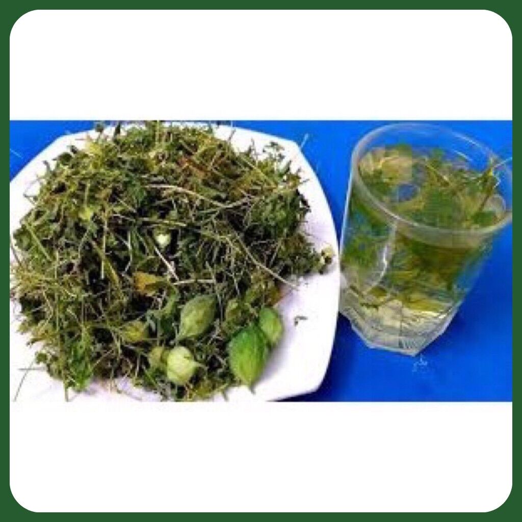 DÂY KHỔ QUA RỪNG ( MƯỚP ĐẮNG RỪNG ) - Túi 500gr