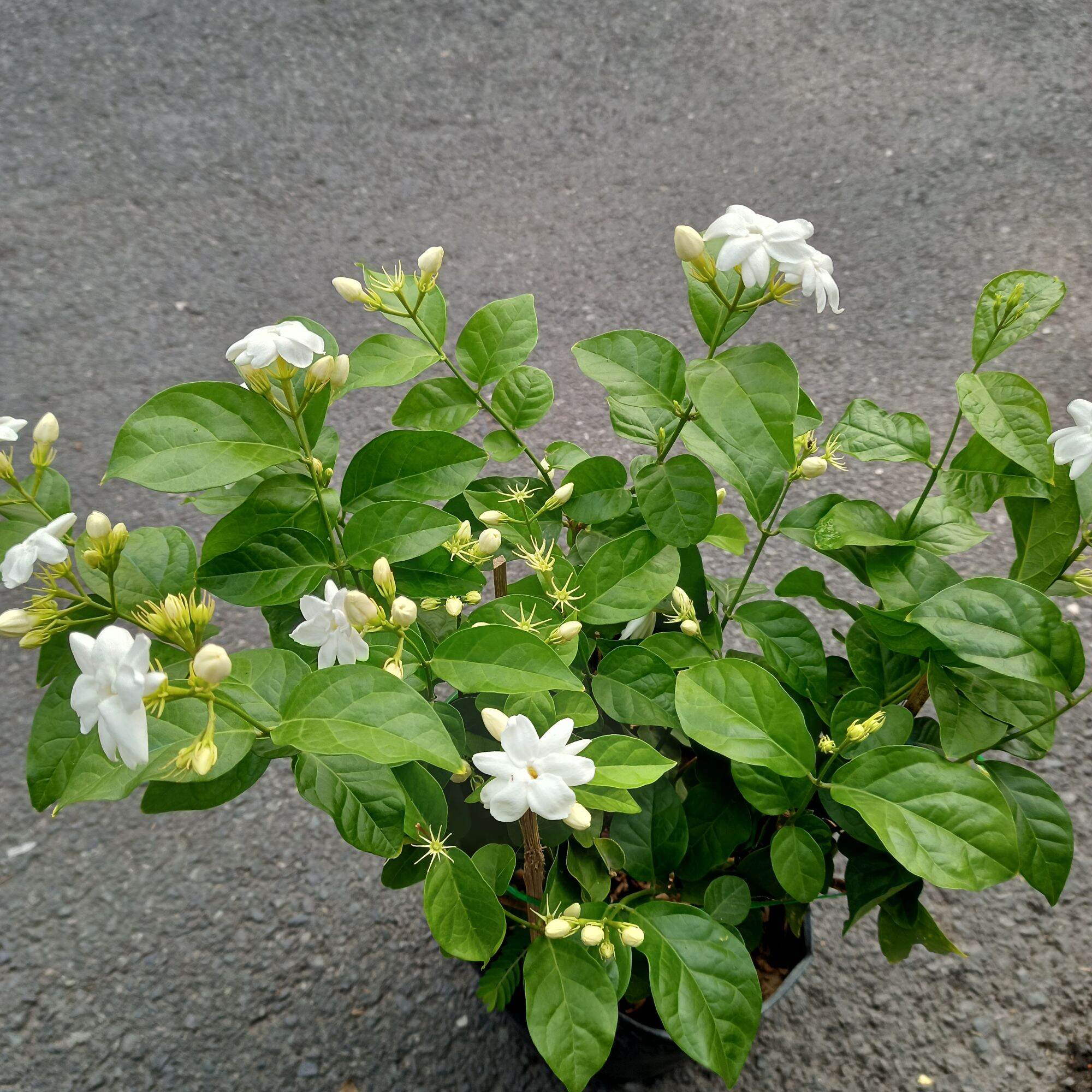 Chậu cây lài trà (lài ta) cánh đơn