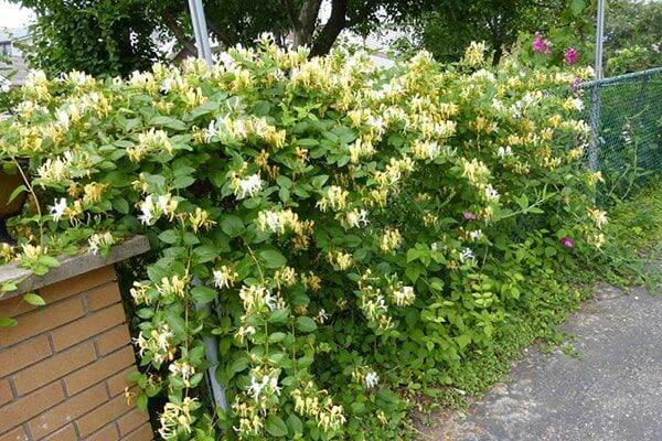 Cây kim ngân hoa vàng(lá lông)