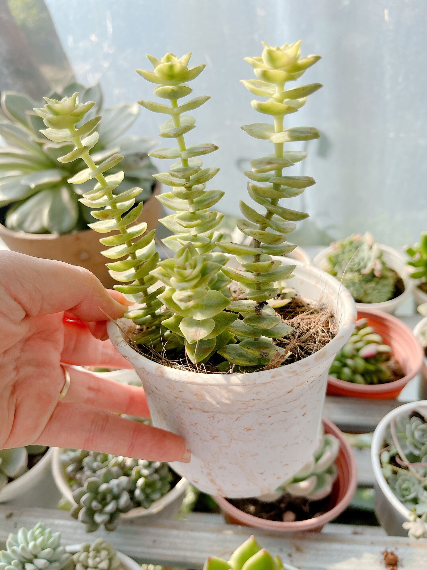 Sen đá xiên thịt size trung 5-7 cm xuất vườn đà Lạt