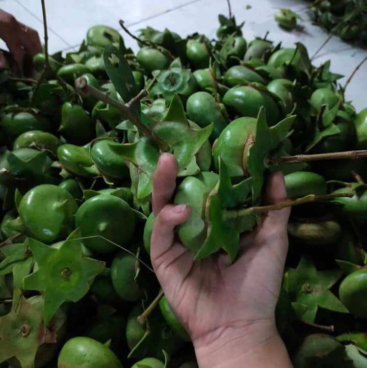 Trái bần miền tây