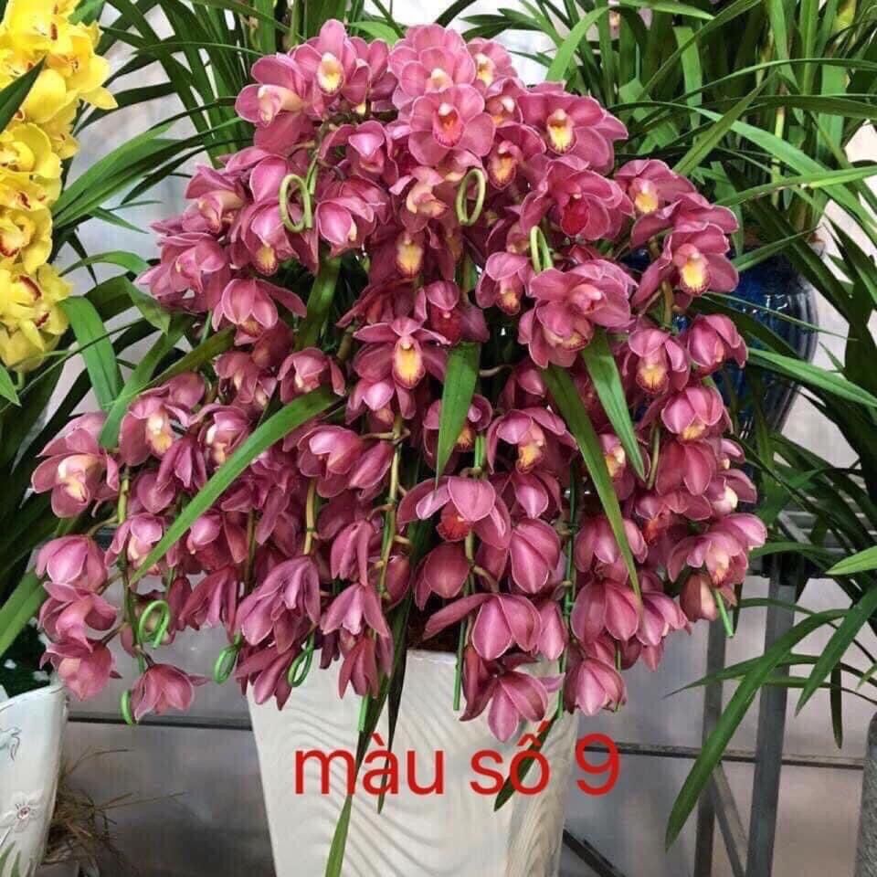 Kiếm thái (1caay)