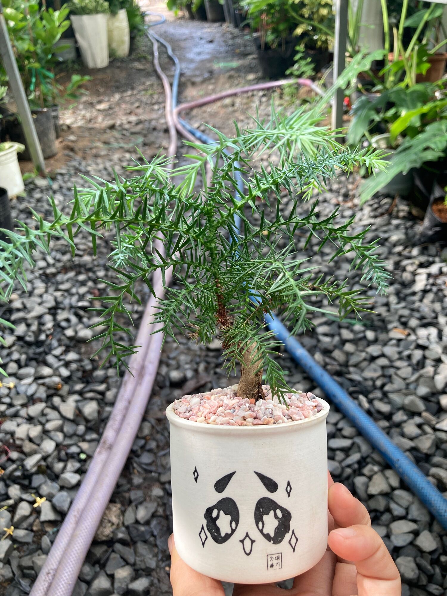 Tùng bồng lai xương cá