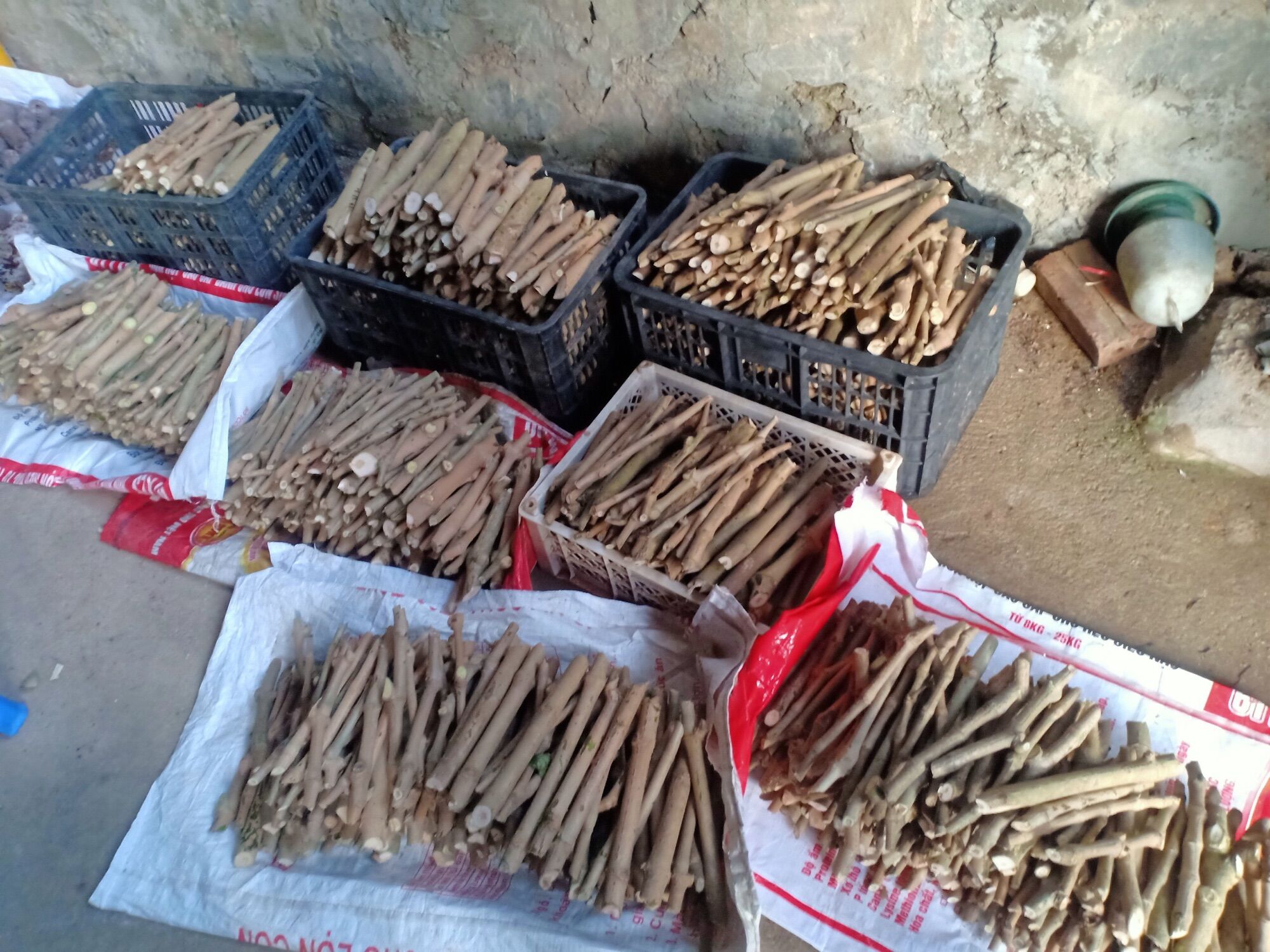hom chè khổng lồ (10 hom giống)