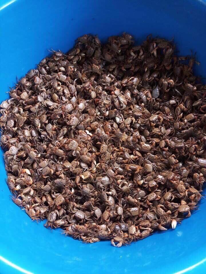 Mắm cáy Thái Bình