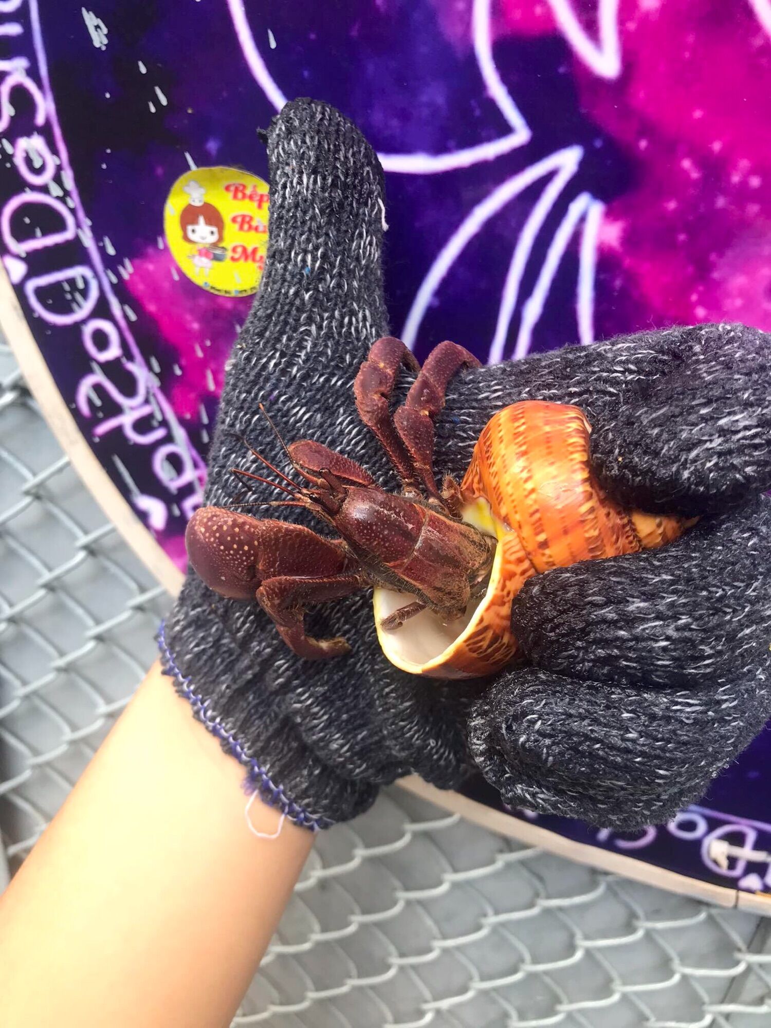 OMH Brevi (lỗi) trang trí hồ cá