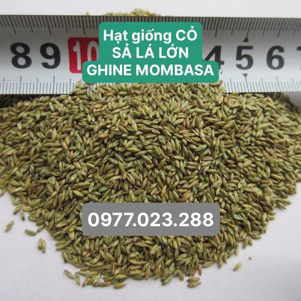 mombasa (cỏ sả lá lớn )100g thái lan