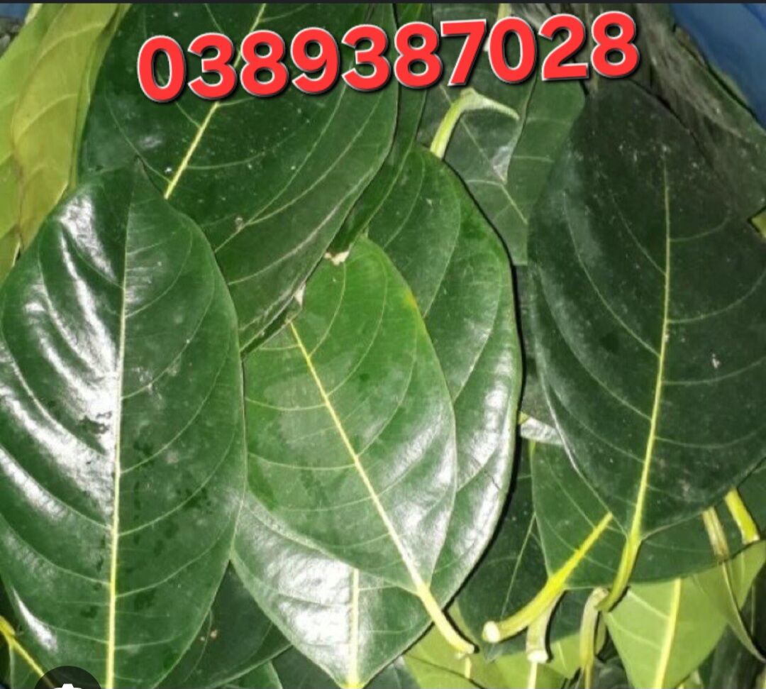 lá mít tươi,1kg