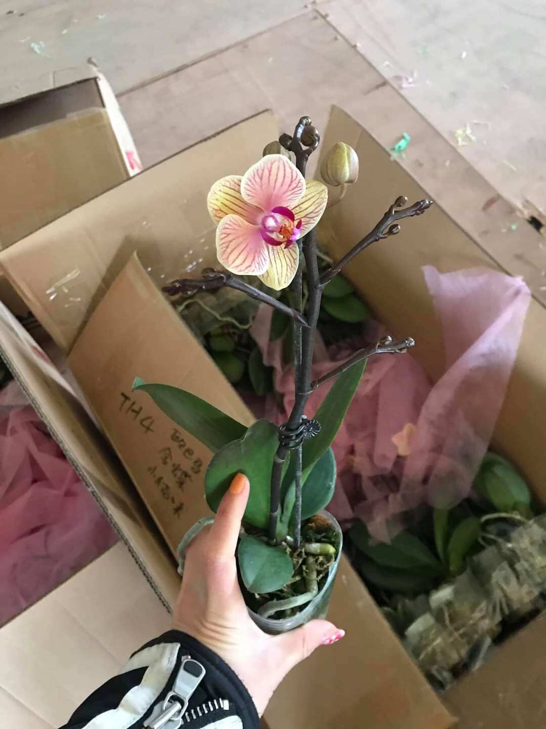 Combo 5 cây Lan Hồ Điệp đang ngồng hoa