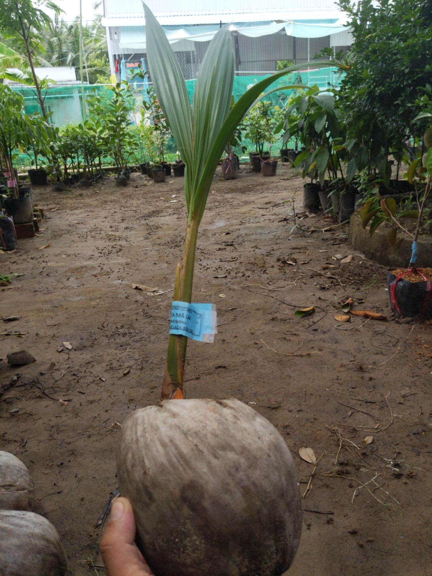 Giống dừa mã lai chuẩn F1