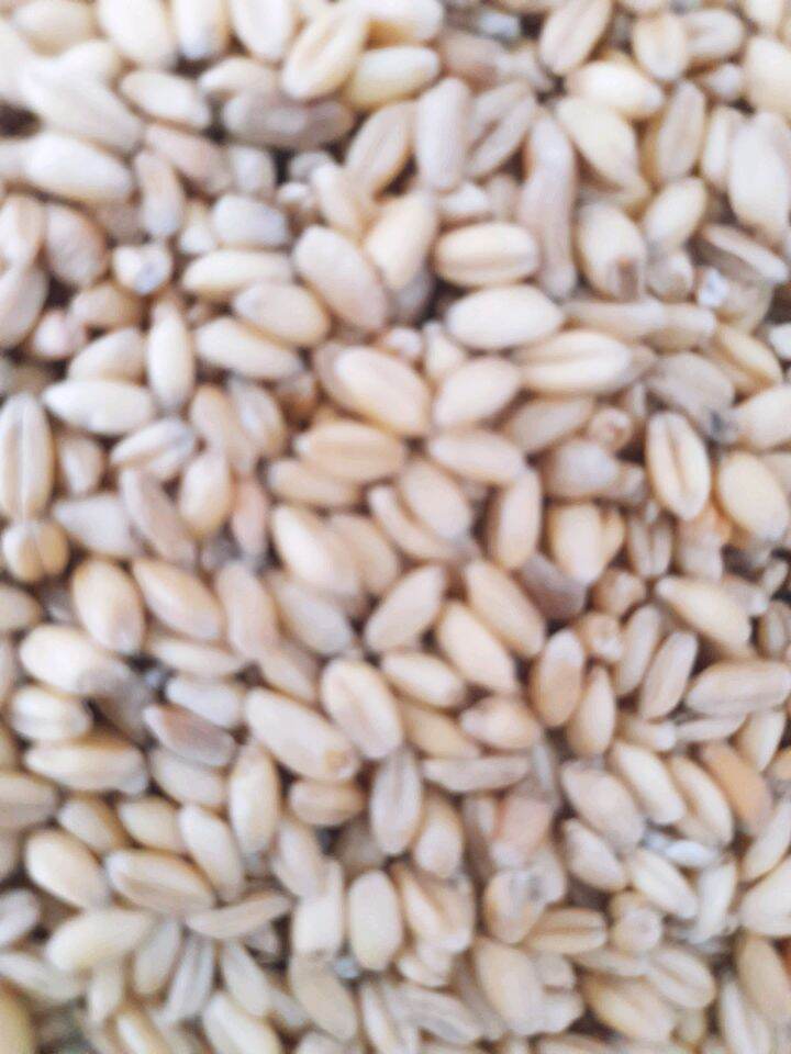 Lúa mì 1kg