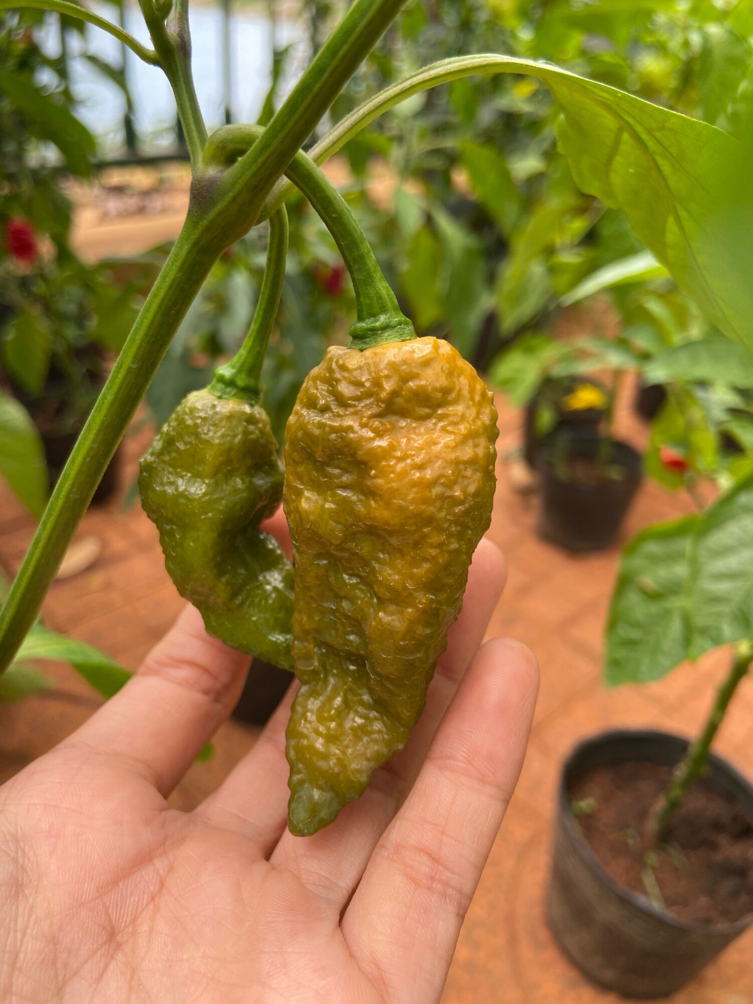 Hạt giống ớt Bhut jolokia solid gold