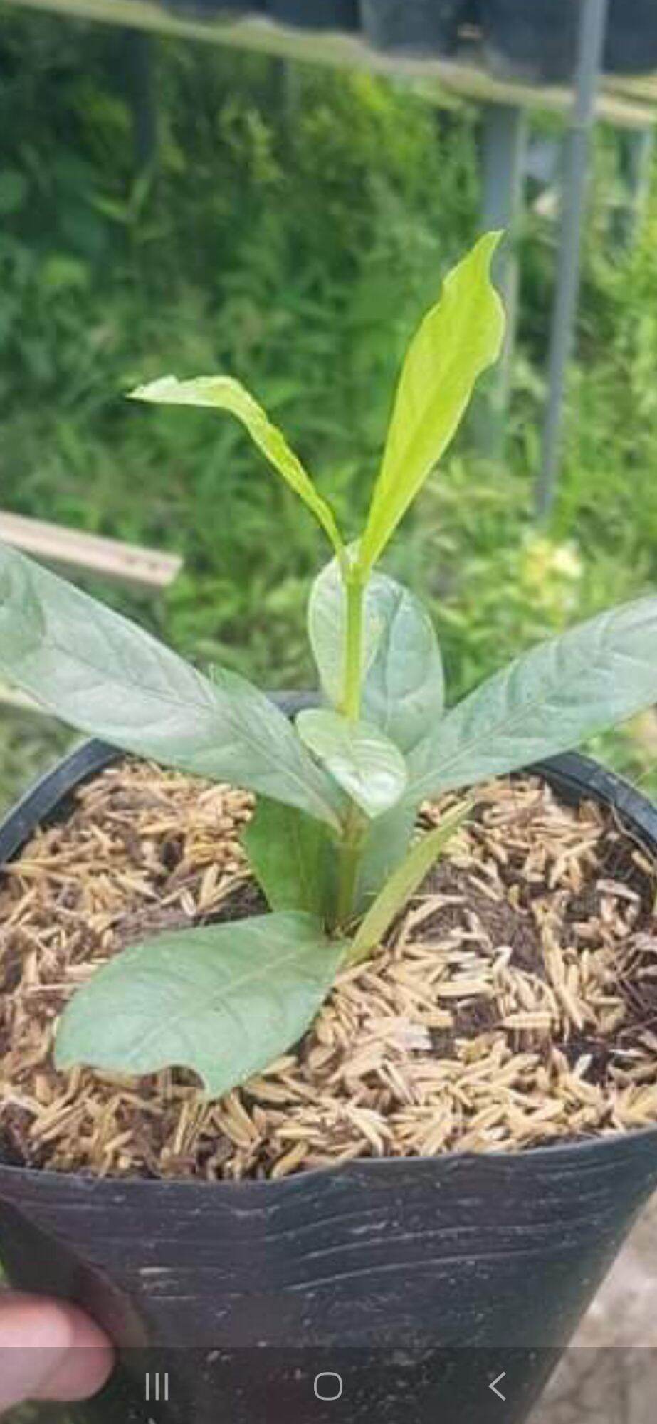 Cây giống Vàng sọc Bến Tre