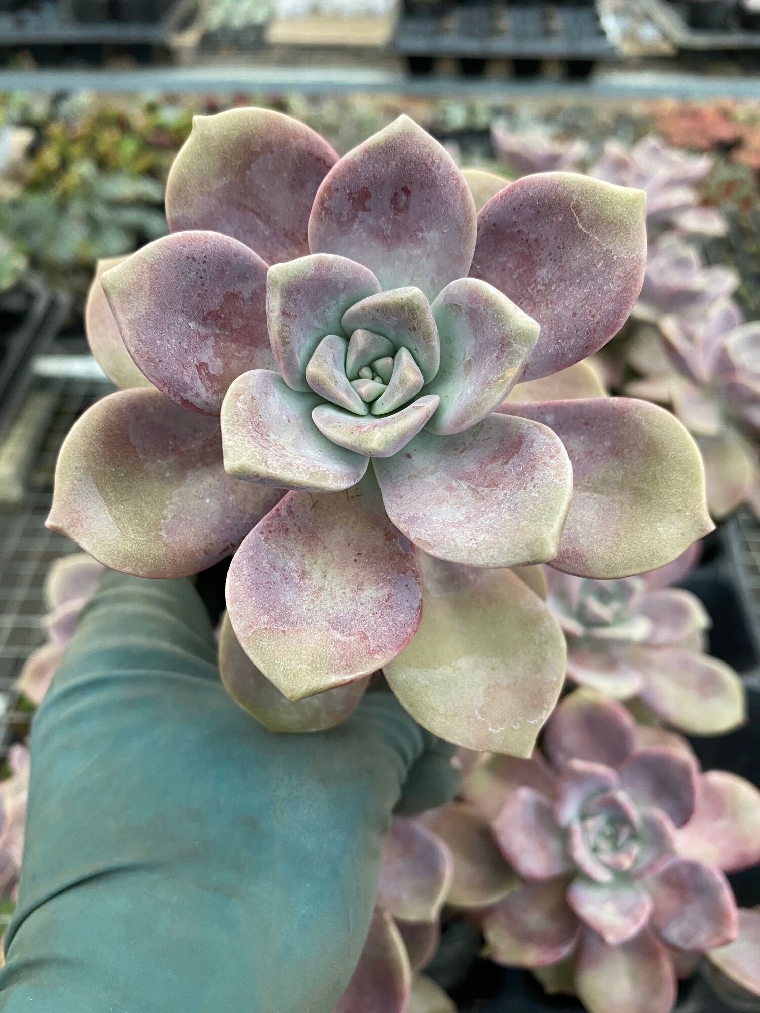 cây sen đá hồng mập thụ