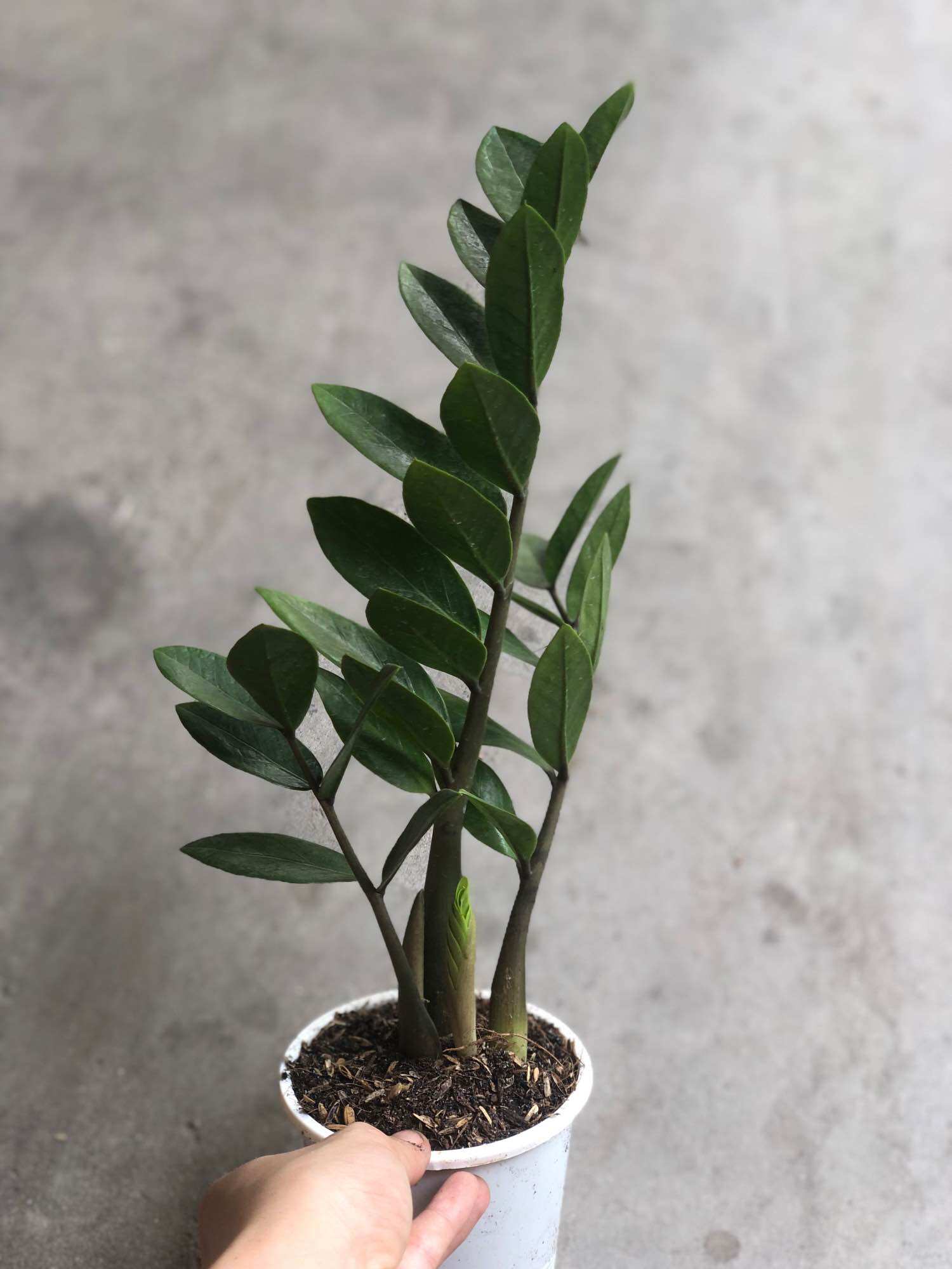Cây kim tiền mini (không bao gồm chậu)