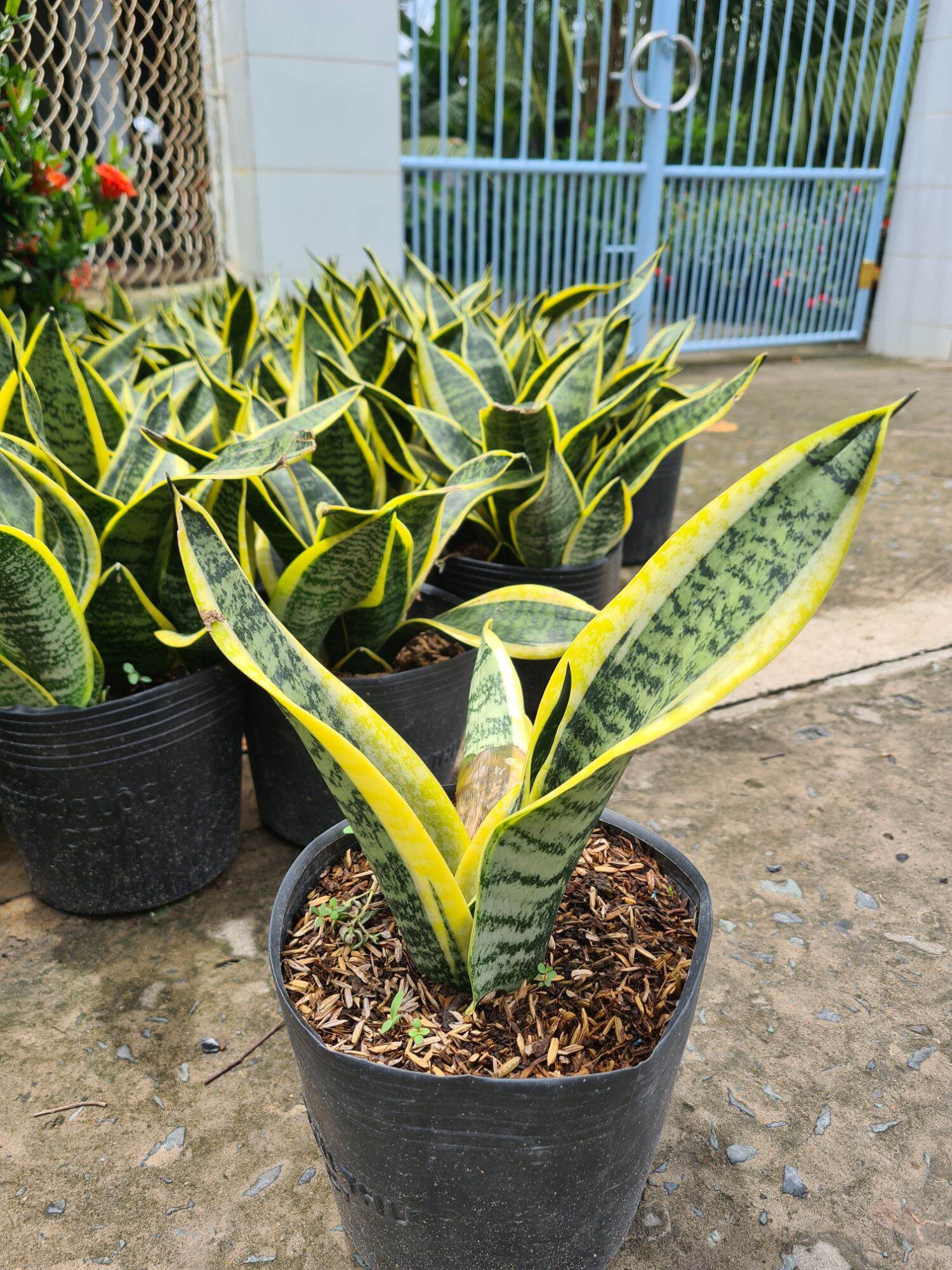 Cây lưỡi hổ thái. Phong thủy. Trang trí