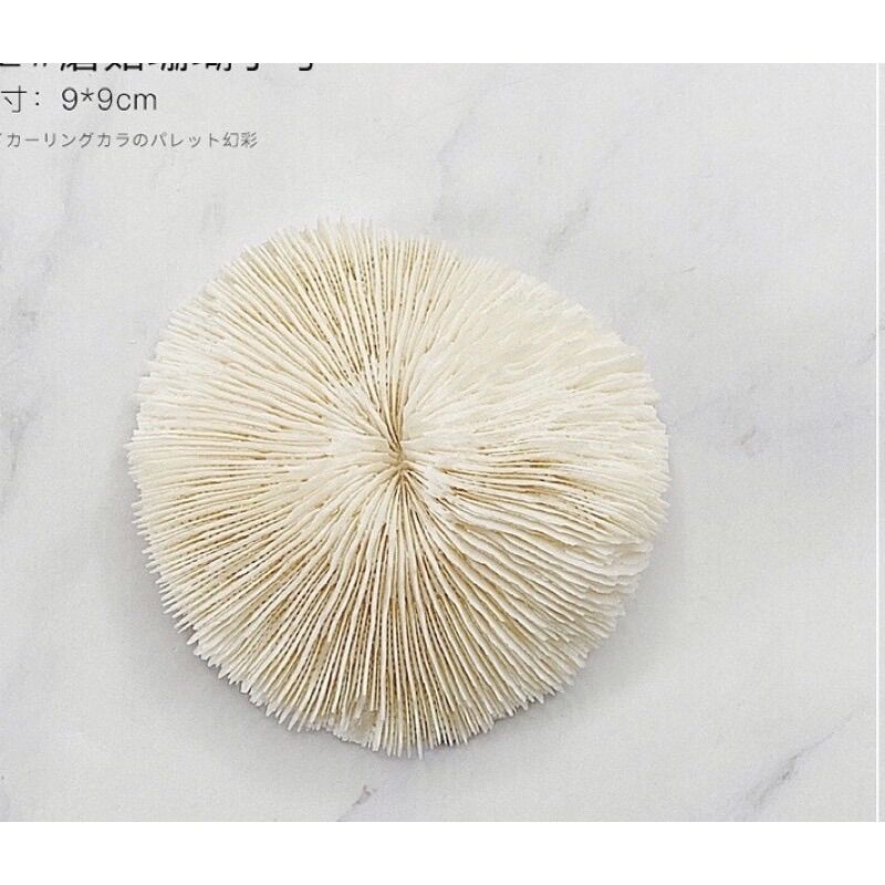 Phụ kiện chụp mẫu nails