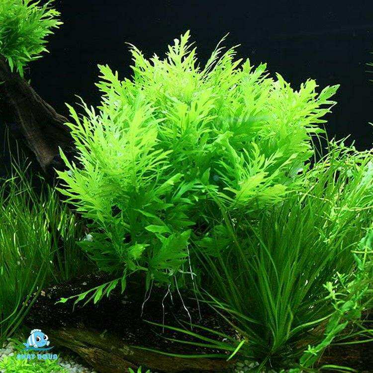 Cây thủy cúc – cây thủy sinh dễ trồng và phát triển mạnh không cần phân nền