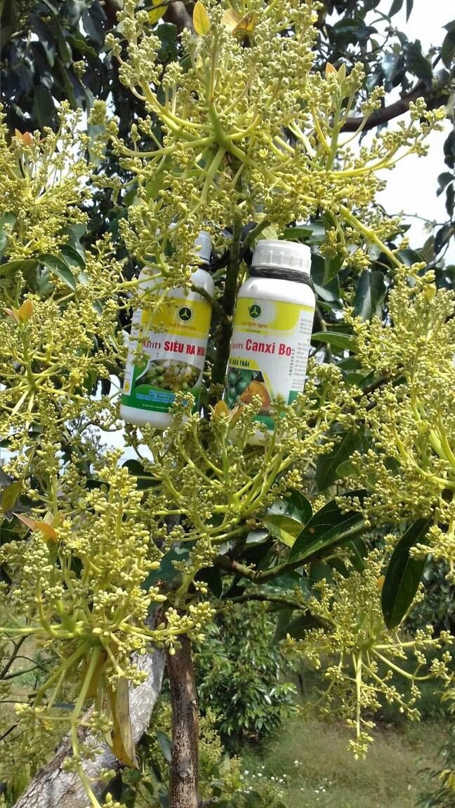phân bón kích hoa Siêu Ra Hoa 500ml
