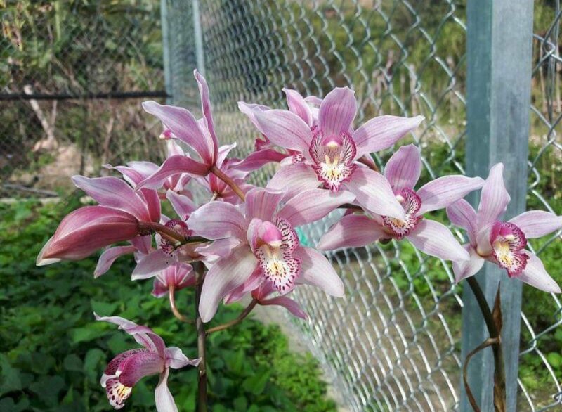 Cây giống Lan Hồng Lan Kiếm