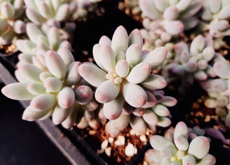 Sen đá Finger Baby Bầu - Đà Lạt Khỏe đẹpLỗi1đổi1