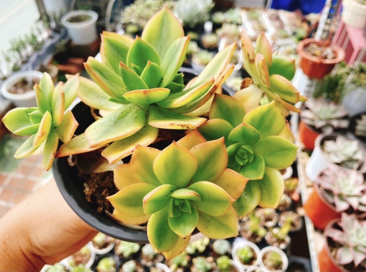 Sen đá Aeonium var