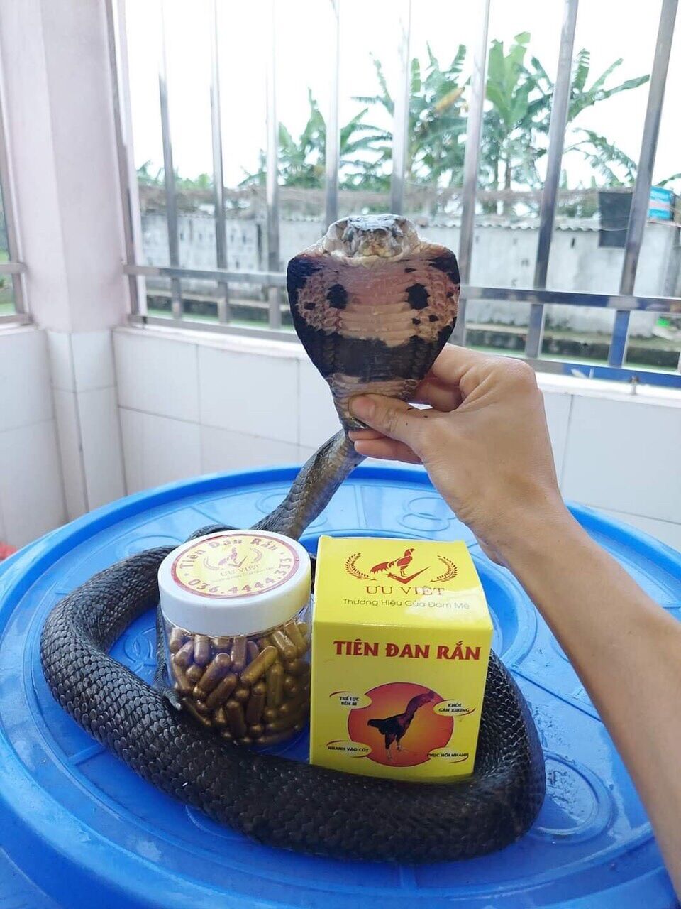 Mồi rắn Ưu việt